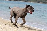 CANE CORSO 276